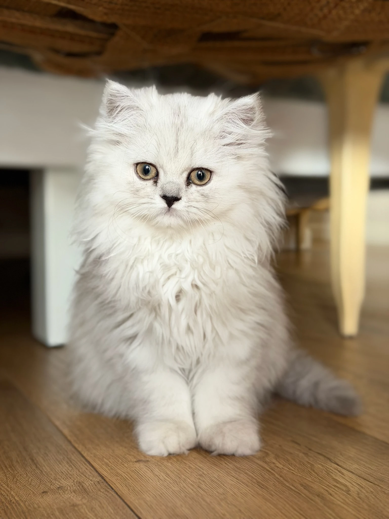 Leyla, persa chinchilla hembra