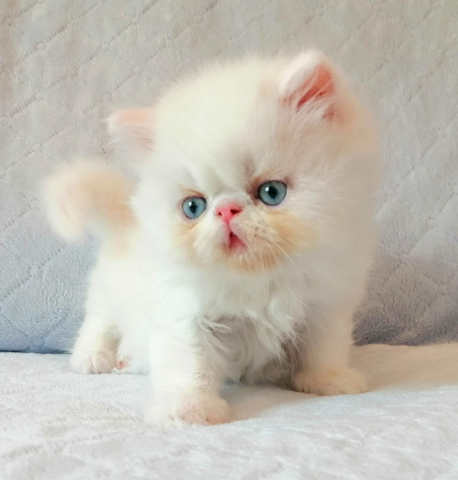 gato persa ojos azules